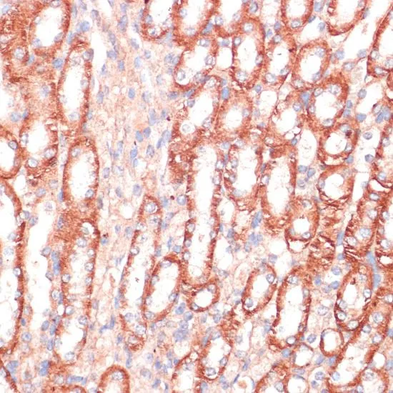 IHC-P analysis of mouse kidney tissue using GTX02874 C6ORF150 antibody. Dilution : 1:100