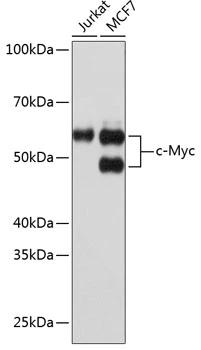 WB analysis of various cell lysates using GTX02877 c-Myc antibody [GT1265]. Dilution : 1:1000 Loading : 25microg per lane