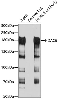 IP analysis of HepG2 lysate using GTX02885 HDAC6 antibody. Total extract : 100microg IP antibody amount : 3microg Dilution : 1:1000
