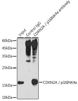 IP analysis of HeLa cell lysate using GTX03119 CDKN2A / p16INK4a antibody. Antibody amount : 3microg / 300microg extracts Dilution : 1:1000