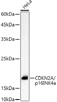 WB analysis of HeLa cell lysate using GTX03119 CDKN2A / p16INK4a antibody. Dilution : 1:1000 Loading : 25microg per lane