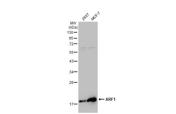 Various whole cell extracts (30 microg) were separated by 12% SDS-PAGE, and the membrane was blotted with ARF1 antibody [GT1269] (GTX03181) diluted at 1:1000. The HRP-conjugated anti-rabbit IgG antibody (GTX213110-01) was used to detect the primary antibody.
