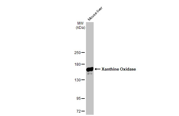 Mouse tissue extract (50 microg) was separated by 5% SDS-PAGE, and the membrane was blotted with Xanthine Oxidase antibody [GT1319] (GTX03231) diluted at 1:150000. The HRP-conjugated anti-rabbit IgG antibody (GTX213110-01) was used to detect the primary antibody.