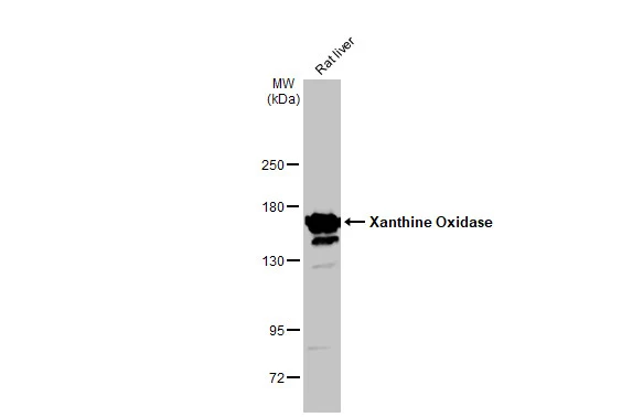 Rat tissue extract (50 microg) was separated by 5% SDS-PAGE, and the membrane was blotted with Xanthine Oxidase antibody [GT1319] (GTX03231) diluted at 1:50000. The HRP-conjugated anti-rabbit IgG antibody (GTX213110-01) was used to detect the primary antibody.