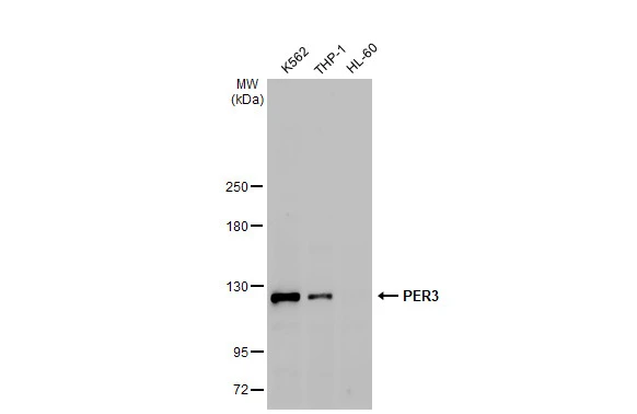 Various whole cell extracts (30 microg) were separated by 5% SDS-PAGE, and the membrane was blotted with PER3 antibody [GT1327] (GTX03239) diluted at 1:500. The HRP-conjugated anti-rabbit IgG antibody (GTX213110-01) was used to detect the primary antibody, and the signal was developed with Trident ECL plus-Enhanced.