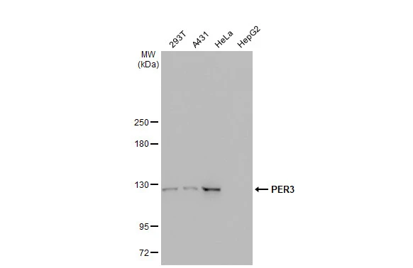 Various whole cell extracts (30 microg) were separated by 5% SDS-PAGE, and the membrane was blotted with PER3 antibody [GT1327] (GTX03239) diluted at 1:500. The HRP-conjugated anti-rabbit IgG antibody (GTX213110-01) was used to detect the primary antibody.