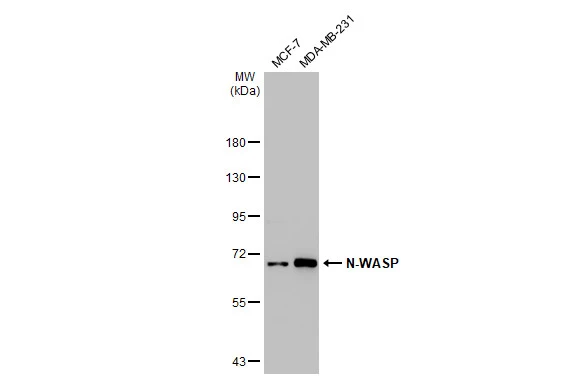 Various whole cell extracts (30 microg) were separated by 7.5% SDS-PAGE, and the membrane was blotted with N-WASP antibody [GT1328] (GTX03240) diluted at 1:1000. The HRP-conjugated anti-rabbit IgG antibody (GTX213110-01) was used to detect the primary antibody.