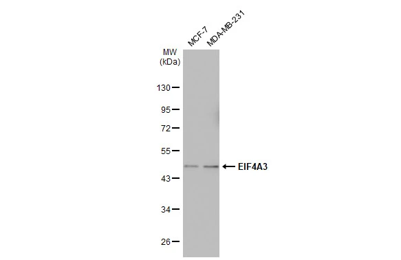 Various whole cell extracts (30 microg) were separated by 10% SDS-PAGE, and the membrane was blotted with EIF4A3 antibody [GT1331] (GTX03243) diluted at 1:500. The HRP-conjugated anti-rabbit IgG antibody (GTX213110-01) was used to detect the primary antibody.