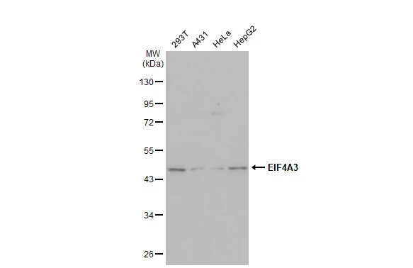 Various whole cell extracts (30 microg) were separated by 10% SDS-PAGE, and the membrane was blotted with EIF4A3 antibody [GT1331] (GTX03243) diluted at 1:500. The HRP-conjugated anti-rabbit IgG antibody (GTX213110-01) was used to detect the primary antibody.