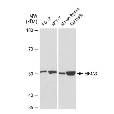 WB analysis of various samples using GTX03243 EIF4A3 antibody [GT1331]. Dilution : 1:1000 Loading : 25microg per lane