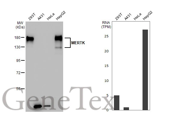 Various whole cell extracts (30 microg) were separated by 7.5% SDS-PAGE, and the membrane was blotted with MERTK antibody [GT1335] (GTX03247) diluted at 1:500. The HRP-conjugated anti-rabbit IgG antibody (GTX213110-01) was used to detect the primary antibody. Corresponding RNA expression data for the same cell lines are based on Human Protein Atlas program.