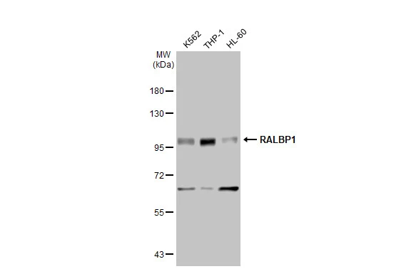 Various whole cell extracts (30 microg) were separated by 7.5% SDS-PAGE, and the membrane was blotted with RALBP1 antibody [GT1337] (GTX03249) diluted at 1:1000. The HRP-conjugated anti-rabbit IgG antibody (GTX213110-01) was used to detect the primary antibody.