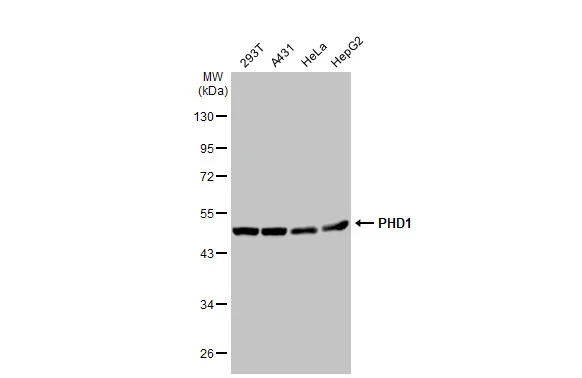 Various whole cell extracts (30 microg) were separated by 10% SDS-PAGE, and the membrane was blotted with PHD1 antibody [GT1342] (GTX03254) diluted at 1:1000. The HRP-conjugated anti-rabbit IgG antibody (GTX213110-01) was used to detect the primary antibody.