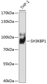 WB analysis of THP-1 cell lysate using GTX03272 SH3KBP1 antibody. Dilution : 1:1000 Loading : 25microg per lane