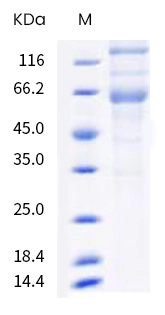 SDS-PAGE of GTX03345-pro SARS-CoV-2 (COVID-19) Spike (ECD) Protein, B.1.617.2 / delta variant, His tag. SDS-PAGE of GTX03345-pro SARS-CoV-2 (COVID-19) Spike (ECD) Protein, B.1.617.2 / delta variant, His tag.