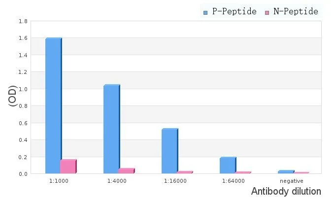 ELISA analysis of phospho- and non phosho- immunogen peptide using GTX03352 MLCK (phospho Tyr464) antibody. P-peptide : phospho-peptide N-peptide : non-phospho-peptide Peptides concentration : 1microg/ml ELISA analysis of phospho- and non phosho- immunogen peptide using GTX03352 MLCK (phospho Tyr464) antibody. P-peptide : phospho-peptide N-peptide : non-phospho-peptide Peptides concentration : 1microg/ml