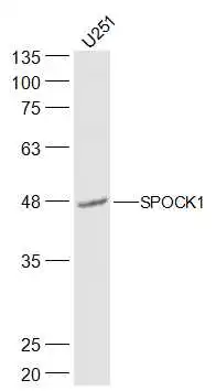 SPOCK1 antibody