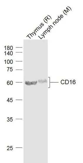 WB analysis of various sample lysates using GTX03380 CD16a antibody. Lane 1 : Rat Thymus tissue lysates Lane 2 : Mouse Lymph node tissue lysates Dilution : 1:1000
