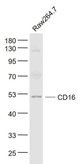 WB analysis of Raw264.7 whole cell lysate using GTX03380 CD16a antibody. Dilution : 1:1000