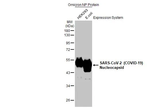 SARS-CoV-2 (COVID-19) nucleocapsid protein, B.1.1.529 / Omicron variant, His tag (0.5 &#956;g), expressed by HEK293 cells (GTX136779-pro) or E. coli (GTX03400-pro), were separated by 10% SDS-PAGE, and the membrane was blotted with SARS-CoV-2 (COVID-19) nucleocapsid antibody [HL5410] (GTX635685) diluted at 1:20000. The HRP-conjugated anti-rabbit IgG antibody (GTX213110-01) was used to detect the primary antibody.