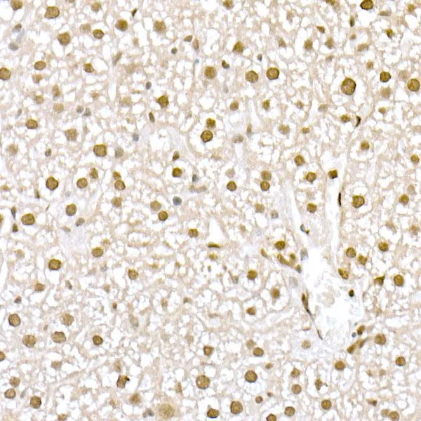 IHC-P analysis of rat rectum tissue using GTX03424 MUC2 antibody. Blue : DAPI for nuclear staining Dilution : 1:100 IHC-P analysis of rat rectum tissue using GTX03424 MUC2 antibody. Blue : DAPI for nuclear staining Dilution : 1:100