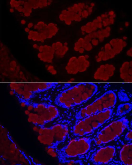 IHC-P analysis of mouse colon tissue using GTX03424 MUC2 antibody. Blue : DAPI for nuclear staining Dilution : 1:100