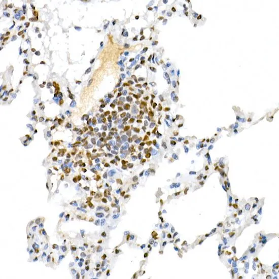 IHC-P analysis of rat ovary tissue using GTX03424 MUC2 antibody. Dilution : 1:100