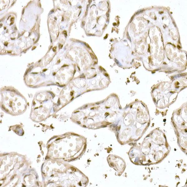 IHC-P analysis of human colon tissue using GTX03424 MUC2 antibody. Dilution : 1:100