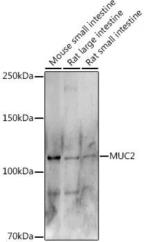 WB analysis of various sample lysates using GTX03424 MUC2 antibody. The signal was developed with ECL plus-Enhanced. Dilution : 1:500 Loading : 25microg per lane