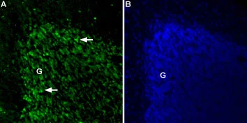 IHC-Fr analysis of rat cerebellum tissue using GTX03430 TPCN2 antibody. TPCN2 positive cells (green) appear in the granule cell layer (G) of the cerebellum (arrows). Green : Primary antibody Blue : DAPI IHC-Fr analysis of rat cerebellum tissue using GTX03430 TPCN2 antibody. TPCN2 positive cells (green) appear in the granule cell layer (G) of the cerebellum (arrows). Green : Primary antibody Blue : DAPI