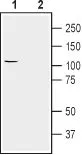 WB analysis of U-87 MG whole cell lysate using GTX03457 Sodium/Potassium ATPase alpha 2 antibody. Lane 1 : Primary antibody Lane 2 : Primary antibody preincubated with immunogen peptide Dilution : 1:200