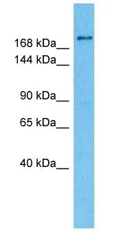 WB analysis of HepG2 whole cell lysate using GTX03459 gp340 antibody. Dilution : 3microg/ml WB analysis of HepG2 whole cell lysate using GTX03459 gp340 antibody. Dilution : 3microg/ml