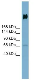 WB analysis of human stomach tissue lysate using GTX03459 gp340 antibody. Dilution : 0.2-1microg/ml