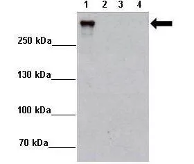 WB analysis of various sample lysates using GTX03459 gp340 antibody. Lane 1 : 2microg MCF7-DMBT1+Dox Lane 2 : 2microg MCF7-DMBT1 -Dox Lane 3 : 2microg MCF7-Ctrl+Dox Lane 4 : 2microg MCF7-DMBT1 -Dox Dilution : 1:5000