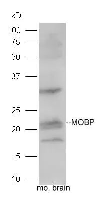 WB analysis of mouse brain tissue lysate using GTX03460 MOBP antibody. Dilution : 1:300