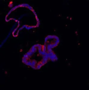 IHC-P analysis of human colon organoid tissue using GTX03467 Lysozyme antibody. Antigen retireval : Heat mediated antigen retrieval was performed in citrate buffer (pH6, epitope retrieval solution) for 20 mins. Blue : DAPI Dilution : 5microg/ml