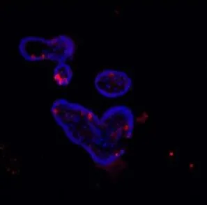 IHC-P analysis of mouse ileum organoid tissue using GTX03467 Lysozyme antibody. Antigen retireval : Heat mediated antigen retrieval was performed in citrate buffer (pH6, epitope retrieval solution) for 20 mins Blue : DAPI Dilution : 5microg/ml