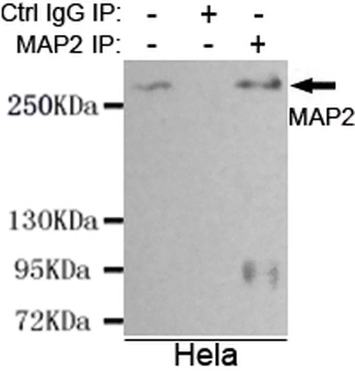 IP analysis of HeLa cell lysate using GTX03485 MAP2 antibody [1D7-B9-C8-F6].