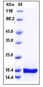 SDS-PAGE of GTX03550-pro human Midkine protein. SDS-PAGE of GTX03550-pro human Midkine protein.