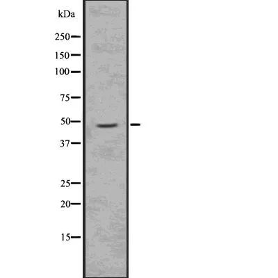 WB analysis of K562 cell lysate using GTX03587 Doublecortin (phospho Ser335) antibody.
