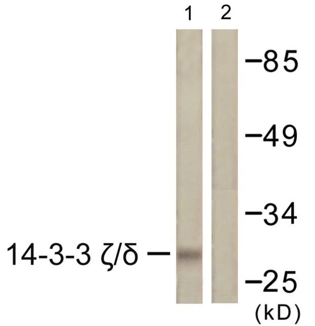WB analysis of K562 cell lysate using GTX03589 14-3-3 zeta antibody. The lane on the right is blocked with the synthesized peptide.