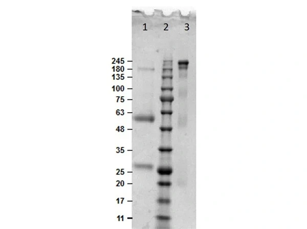 SDS-PAGE of GTX03685-pro Bovine IgG protein.