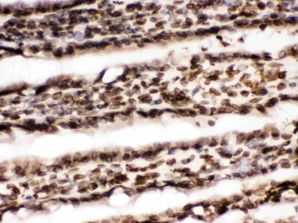 IHC-Fr analysis of rat small intestine tissue using GTX03695 Lamin B1 antibody. Dilution : 1 microg/ml