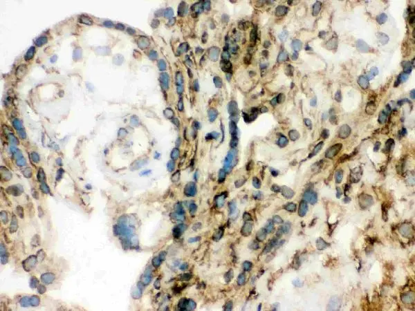 IHC-Fr analysis of human placenta tissue using GTX03695 Lamin B1 antibody. Dilution : 1 microg/ml