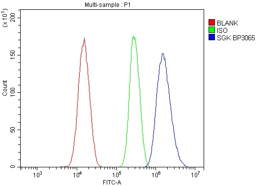 FACS analysis of SiHa cells using GTX03696 SGK1 antibody. Blue : Primary antibody Green : Isotype control Red : Unlabelled sample Antibody amount : 1 microg/1x10? cells FACS analysis of SiHa cells using GTX03696 SGK1 antibody. Blue : Primary antibody Green : Isotype control Red : Unlabelled sample Antibody amount : 1 microg/1x10? cells
