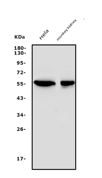 WB analysis of various cell lysates using GTX03696 SGK1 antibody. Dilution : 0.5 microg/mL Loading : 50 microg per lane