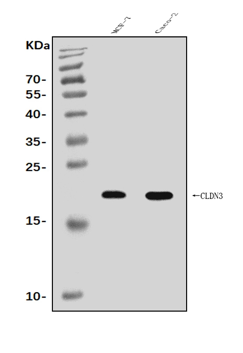 WB analysis of various sample lysates using GTX03712 Claudin 3 antibody. Lane 1 : MCF-7 whole cell lysates Lane 2 : Caco-2 whole cell lysates Loading : 30microg per lane Dilution : 0.25 microg/mL