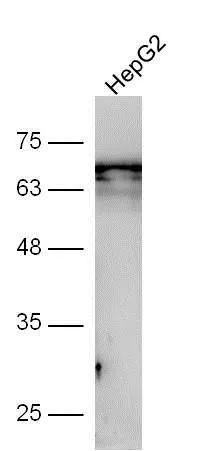 WB analysis of HepG2 cell lysates using GTX03715 GSDMA antibody. Dilution : 1:300