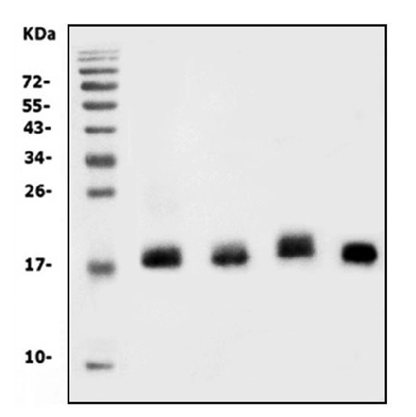 WB analysis of various lysates using GTX03734 IL18 antibody. Lane 1 : Mouse spleen Lane 2 : Mouse thymus Lane 3 : Mouse lung Lane 4 : ANA-1 cells Dilution : 0.5 microg/ml Loading : 30 microg per lane
