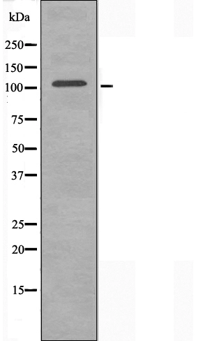 WB analysis of HepG2 cell lysates using GTX03745 MAP4K3 antibody.